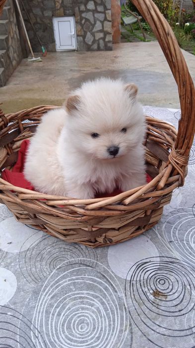 Мини шпиц/померани