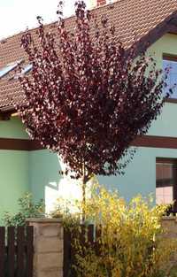 Prunus Nigra 150-180 cm