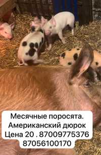 Месячные поросята