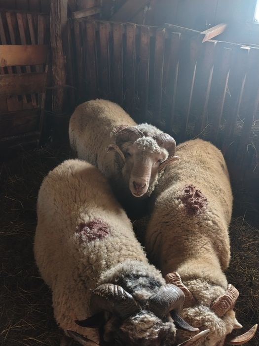 10 oi ,un berbec doi cârlani