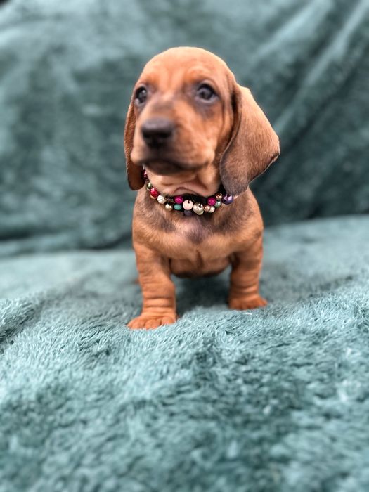 Catel teckel tekel cu Pedigree FCI