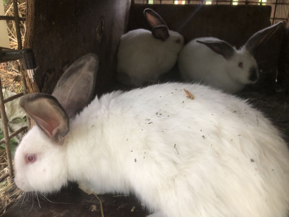 Iepuri Californieni 12 luni