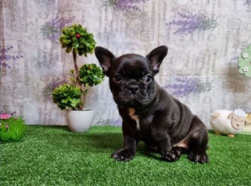 Bulldog francez femela