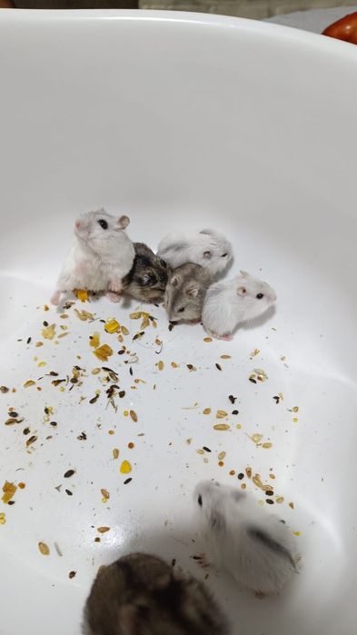 Самые дешёвые хомяки джунгарики только у меня