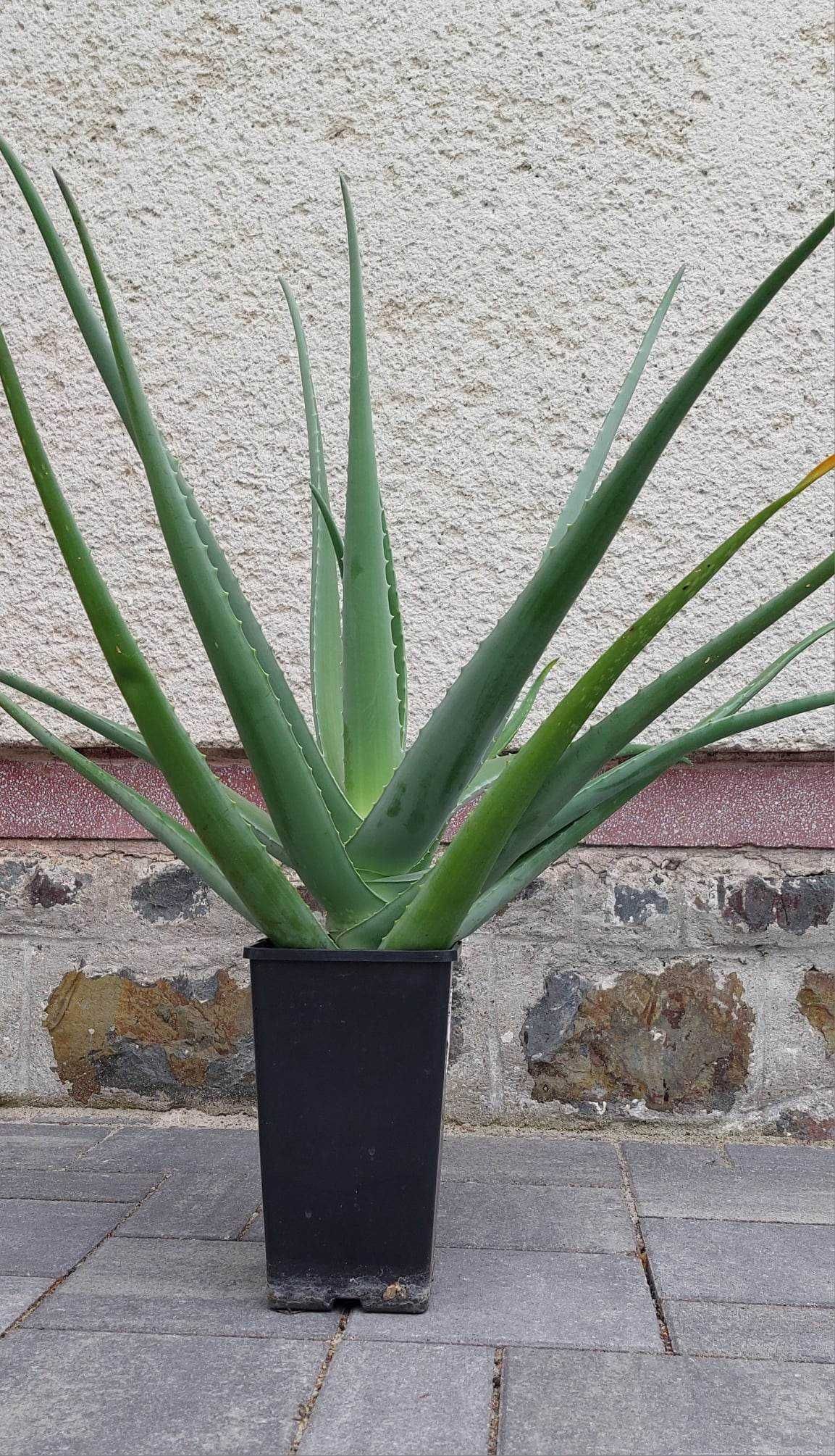 ALOE VERA barbadensis