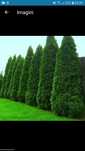 Vand tuia smarald columna braband Lelandy spirale pon pon fotinia