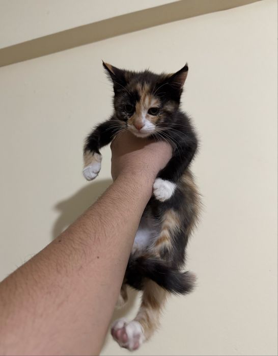 Mushuk bollari hadyaga beriladi toshkenda oqip tel qlila