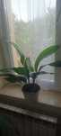 Planta decorativa, de interior