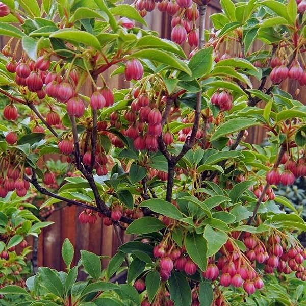 Енкиантус кампанулис/ enkianthus campanulatus