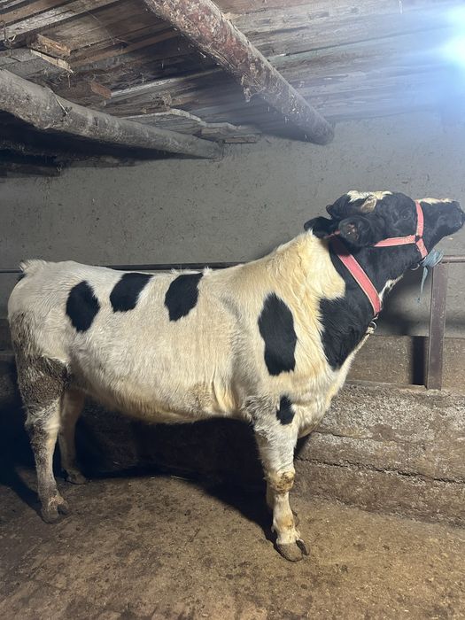 Бука сотилади йеб ичиши зор сохлом 100%