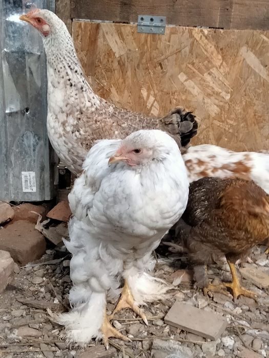 Vând cocoș tânăr Brahma 80 Ron