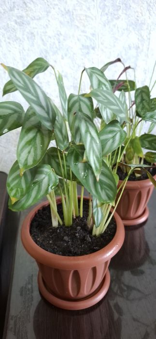 Продам комнатный цветок калатея.