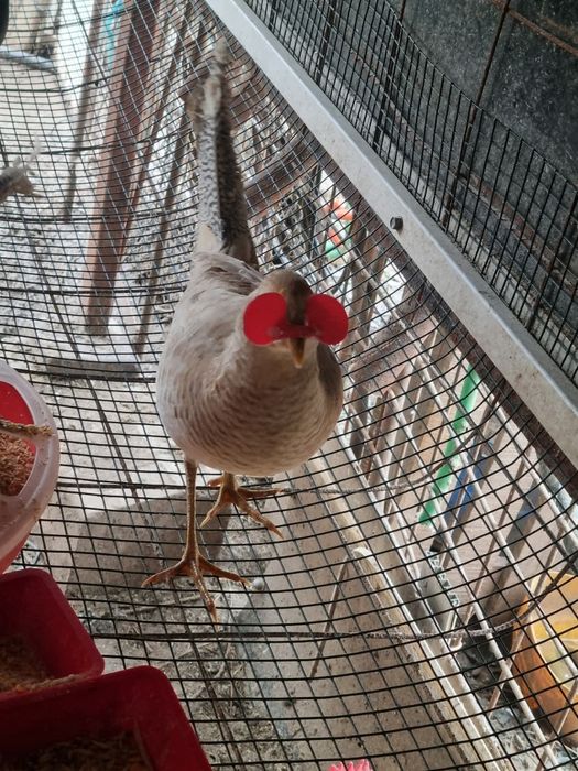 Vand fazani auriu pe rosu/galben