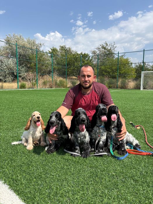 Pui de Cocker Englez