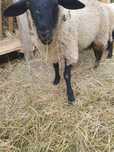 Vand schimb berbec suffolk