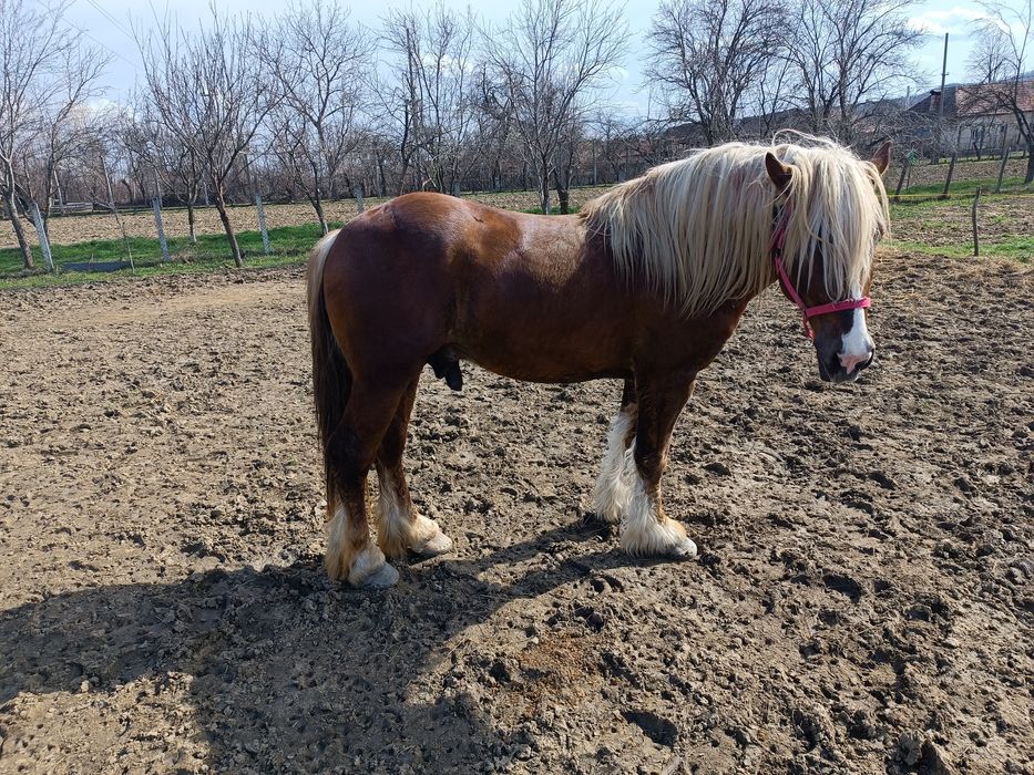 Armăsar pentru monta