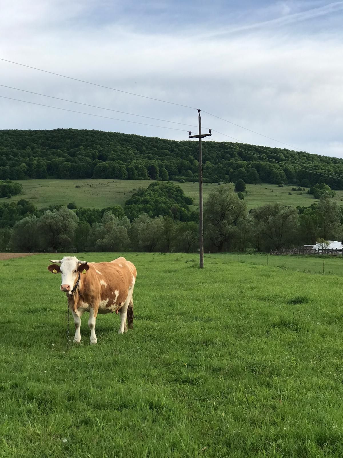 Vand vaca gestanta in 9 luni