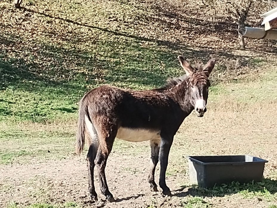 Măgăriță de vânzare