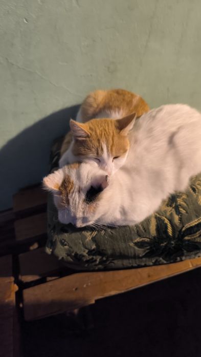 Cazare pisici Bucuresti sector 4