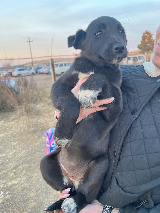 Щенки 3месяца , средней породы