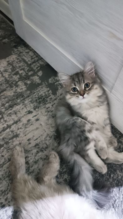 Продается катята девушка