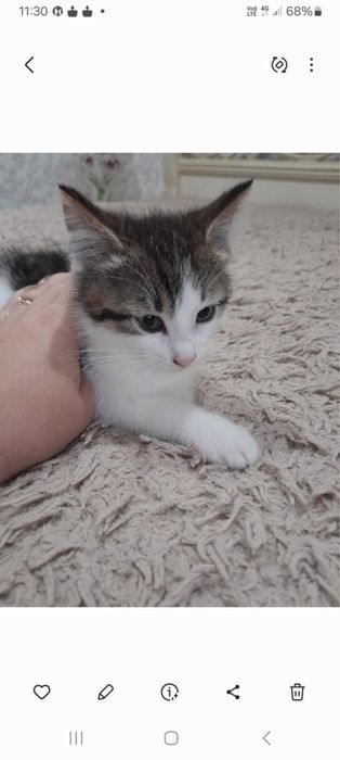срочно отдадим котят в добрые руки