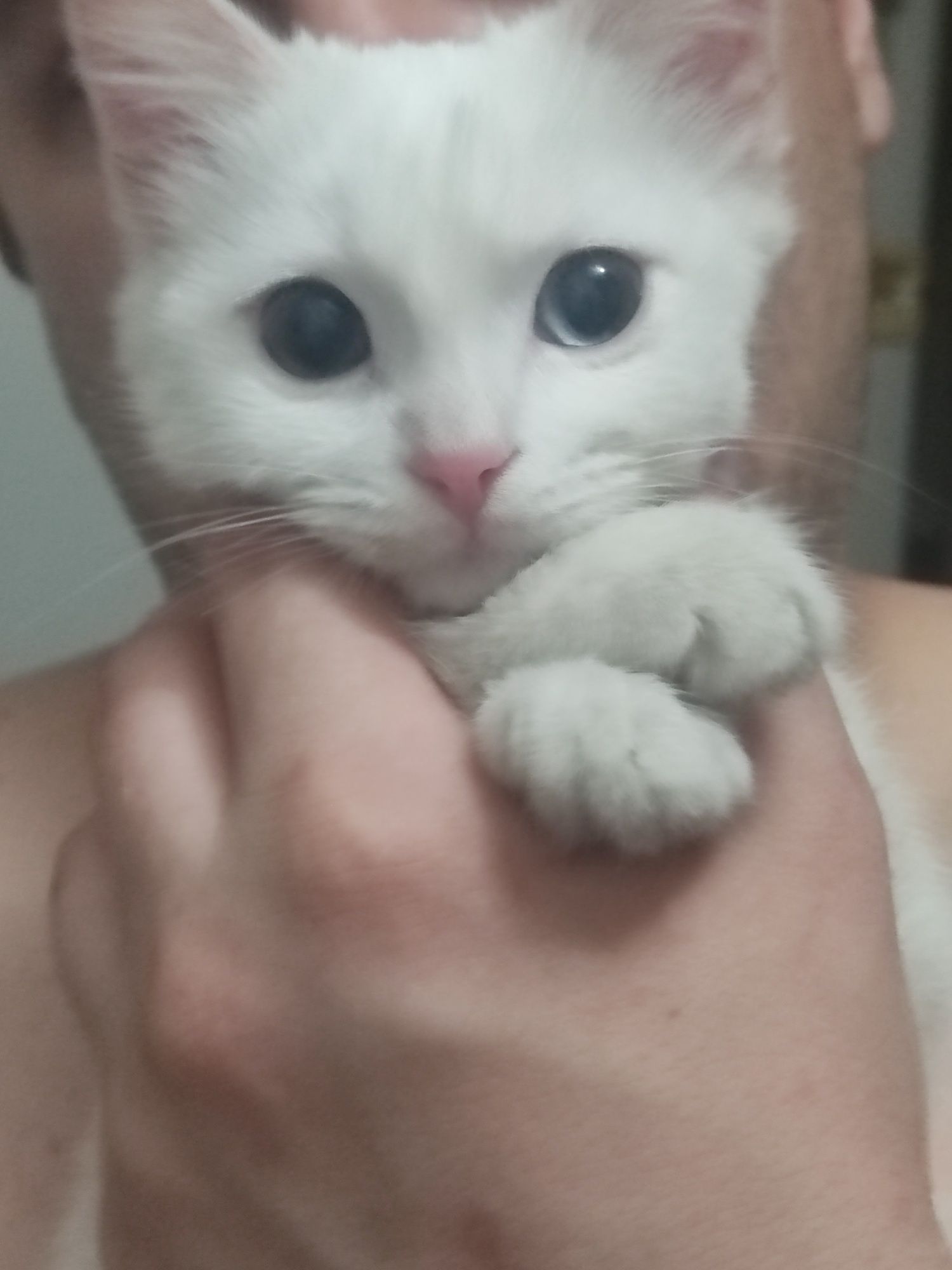 Котенок 2 месяца порода Кхао Мани