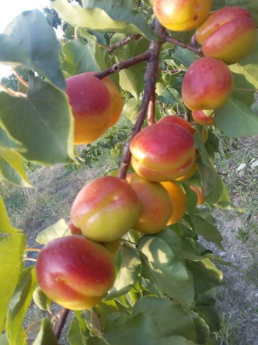 Урик  ранней. Кур содик. Гулинги.