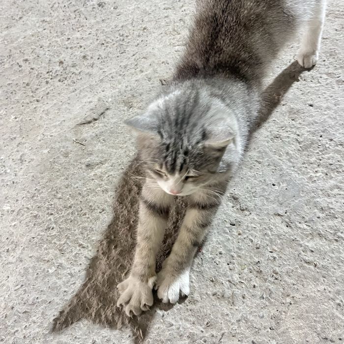 отдам котенка в хорошие руки