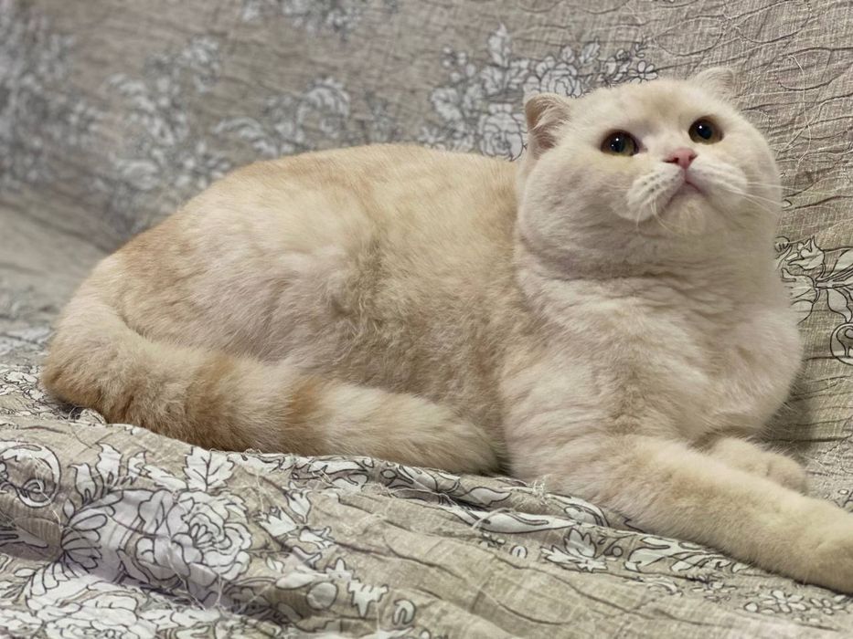 Scottish fold 120$