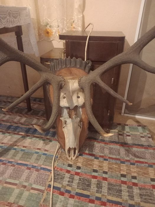Trofeu de cerb cu craniu inclus