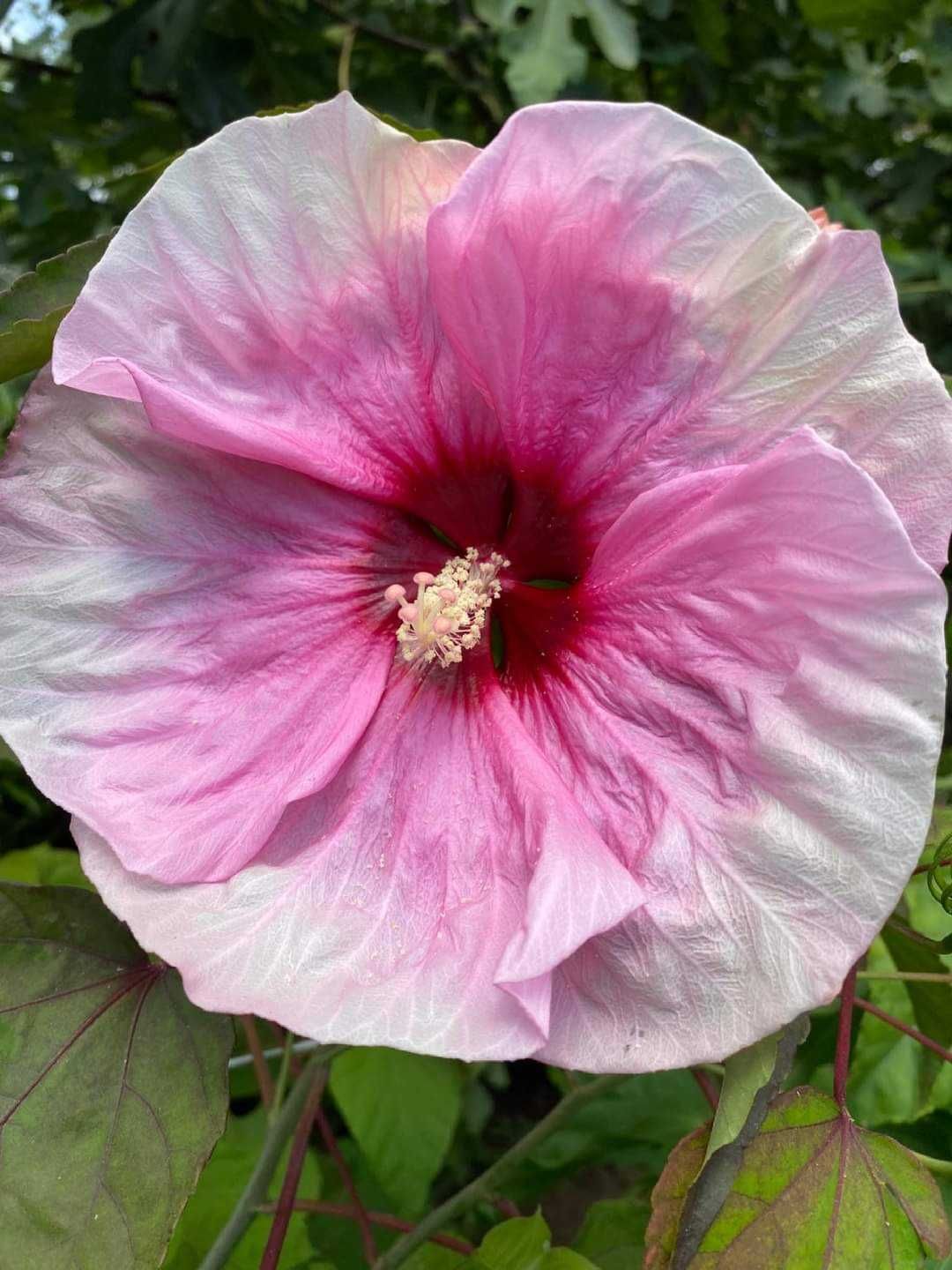 Hibiscus Moscheutos