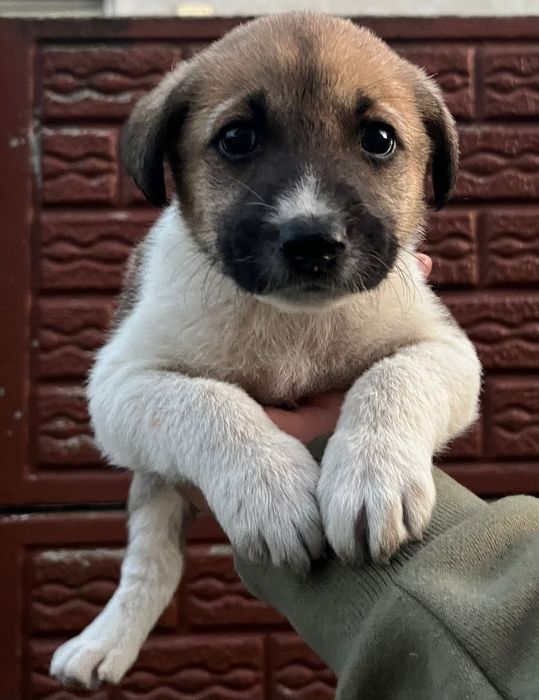 Se oferă spre adopție 3 fetițe și un băiețel