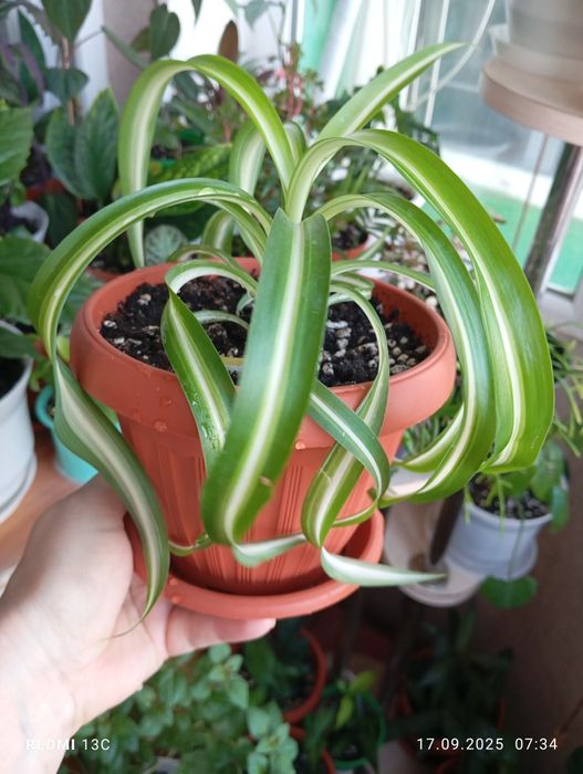 Растения разных сортов