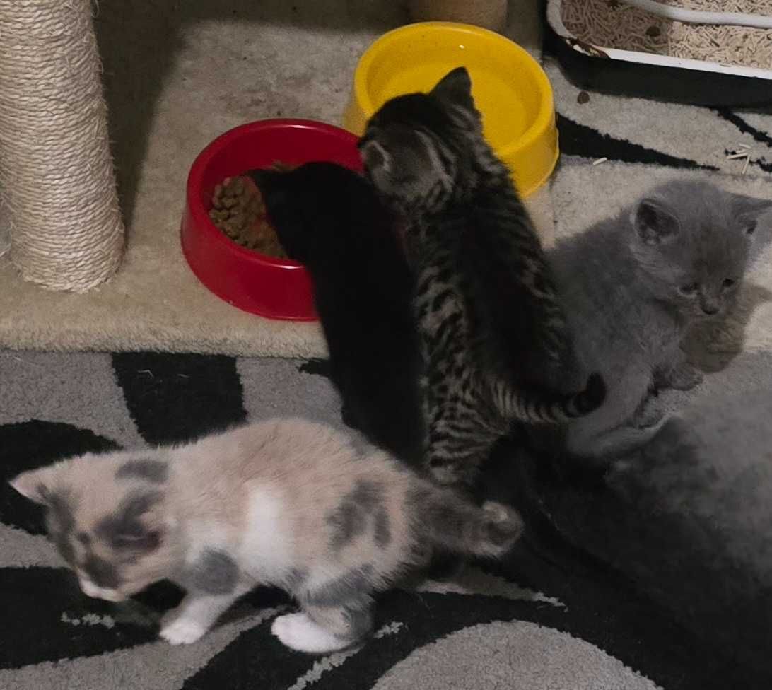 Британски котенца