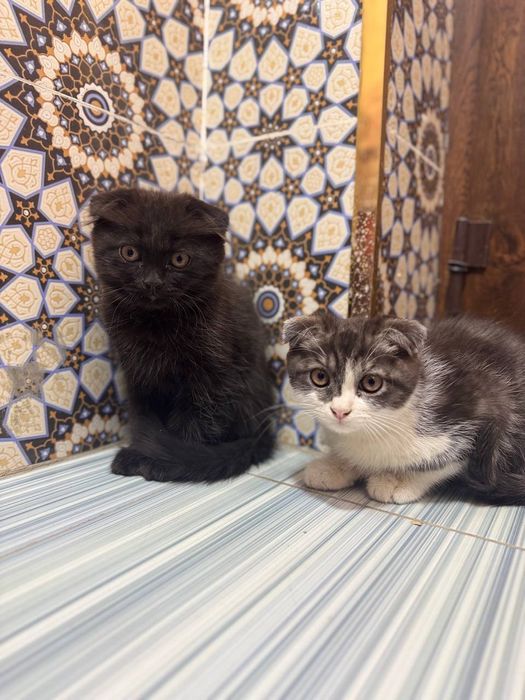 Scottish fold 2 ta