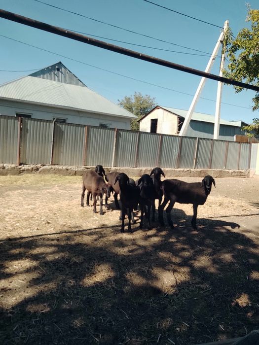 Ұрғашы тоқты тұсақтар