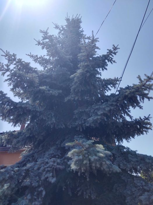 Brad argintiu natural unicat