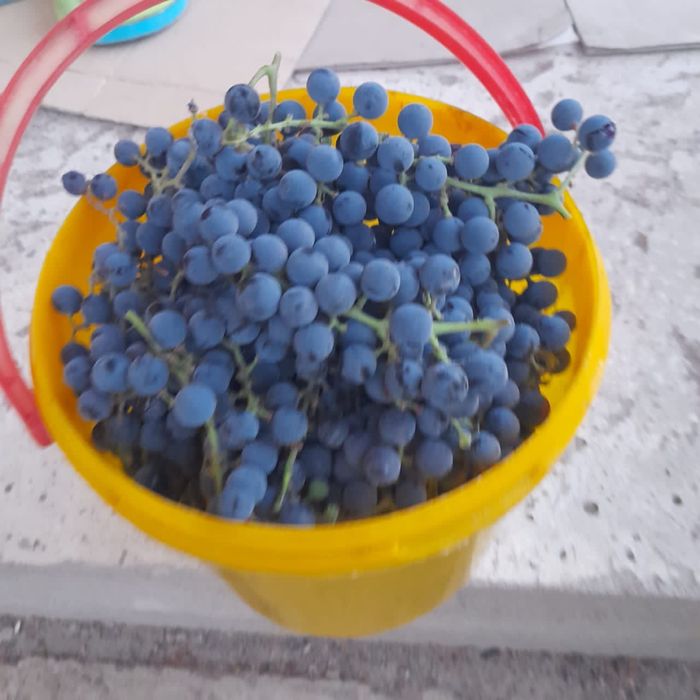 Винный виноград для кампота