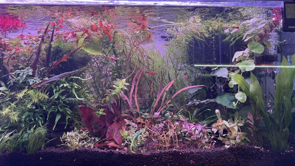 Растения за аквариум и корени