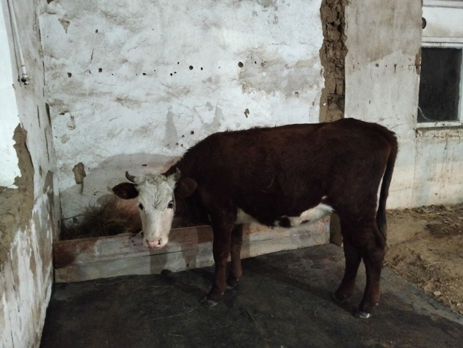 Кашар 1,5ка сатылады.