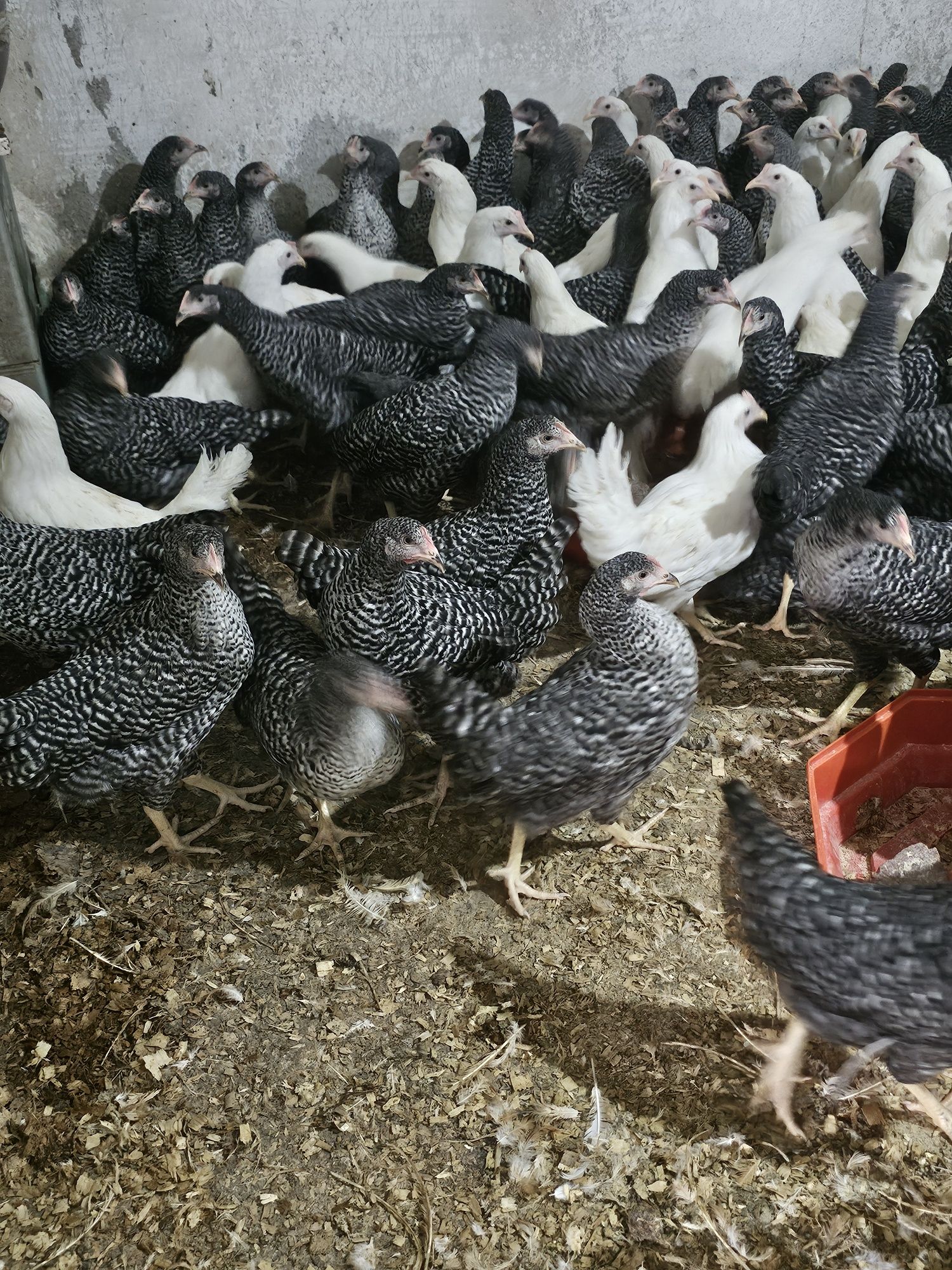 Vând puicute de oua.  Puicute leghorn.