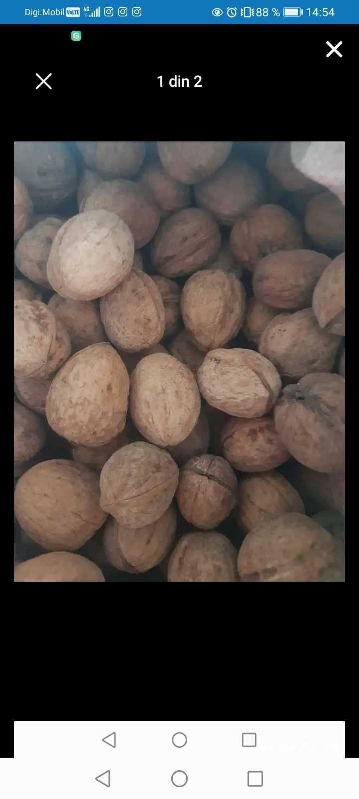 Vând. nuci in coajă.