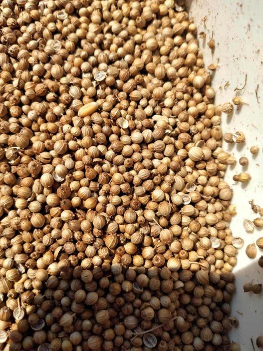 Vand coriandru boabe