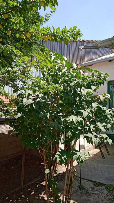 Продаю свой дом в Ташкенте