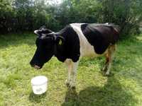 Vaca tânără buna de lapte