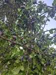 Vând prune vãratice.