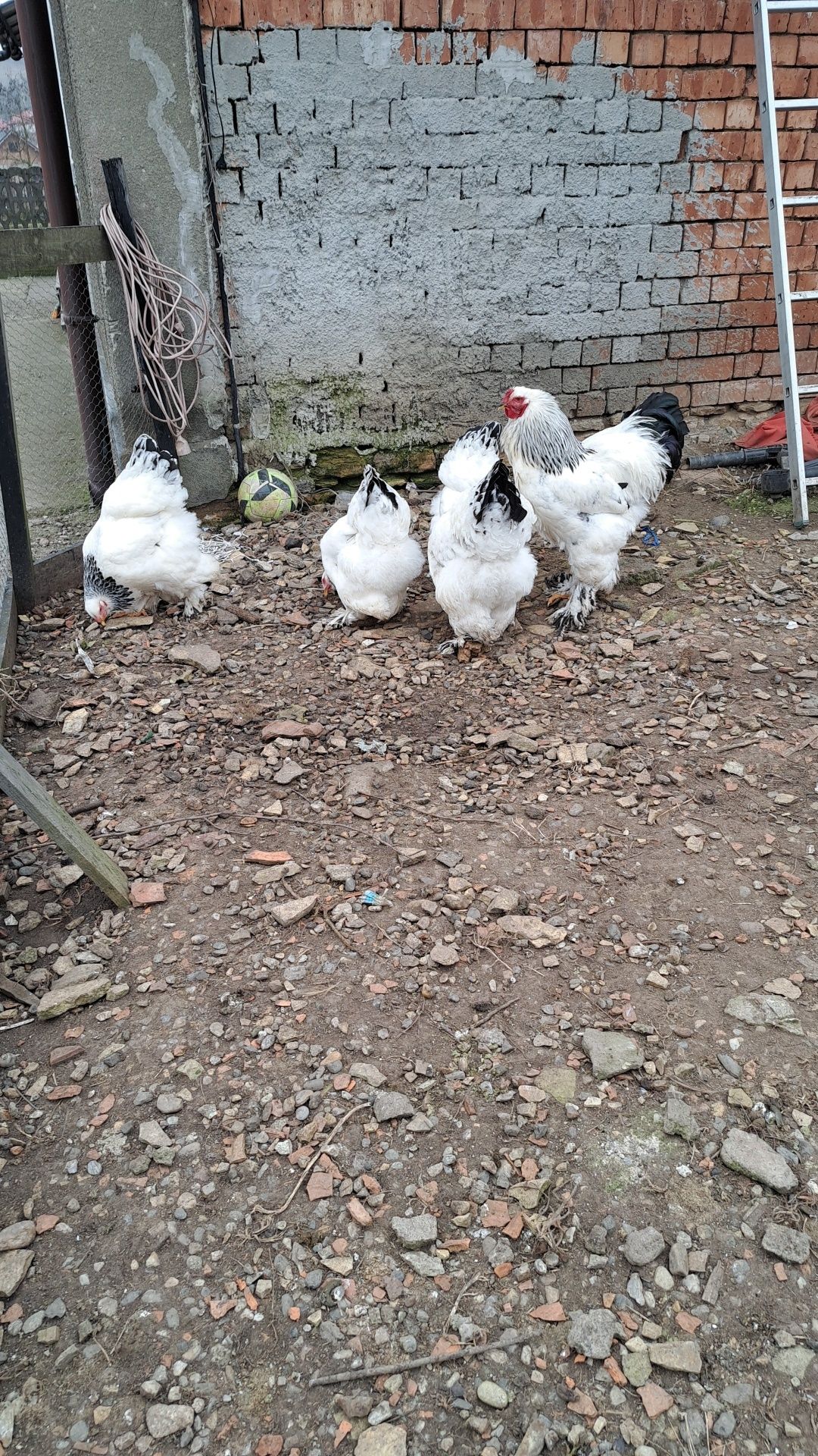 Vând ouă incubat brahma hd