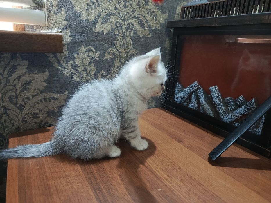 серебристый шиншеллa