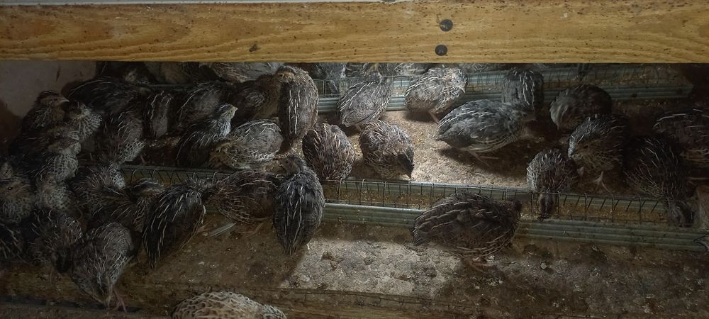 Тайёр (бедана ферма) бизнес сотилади